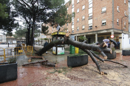 L’arbre que va caure al costat d’una cabina de l’ONCE al barri del Secà, a Lleida.