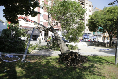 Imagen del árbol caído en la plaza de la Constitución.