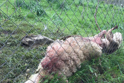 Uno de los tres animales hallados muertos ayer en Bagergue.