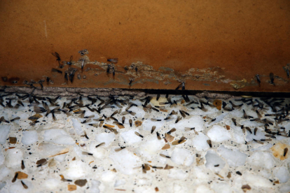 La colonia de termitas apareció ayer al mediodía en estos plafones que hay en la zona de despachos de los profesores. 