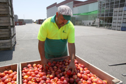 La Comisión Europea amplía en 20.000 toneladas los cupos de retirada de fruta de hueso