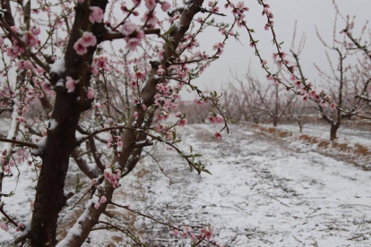 Arbres florits enmig de camps nevats ahir a Aitona, a la zona de les rutes de Fruiturisme.