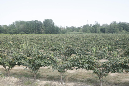 Fincas cultivadas cerca del río Segre a su paso por el municipio de Aitona.