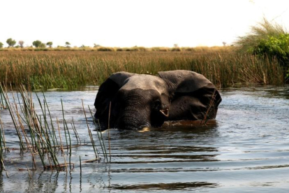 Un elefante en Botswana, en el estreno de ‘Instint salvatge’.