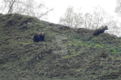 Els dos óssos enregistrats a Bagergue