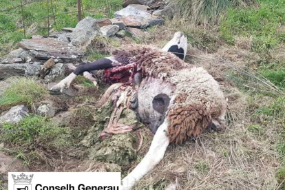 Imagen de la oveja muerta en Bausen tras el ataque del oso Goiat. 