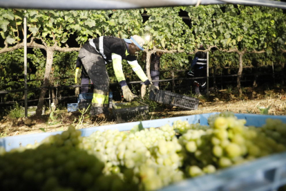 Bona part de les vinyes de cellers de Costers del Segre són ecològiques.