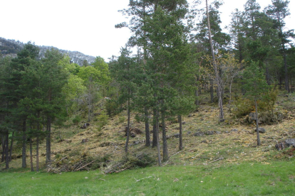 Imagen de archivo del Parc Natural del Cadí-Moixeró.