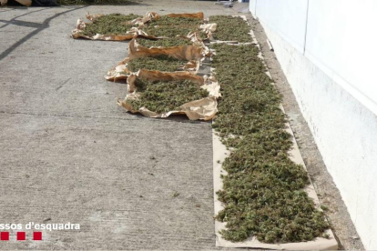 Detenido por cultivar 524 plantas de marihuana en una zona boscosa en el Alt Urgell