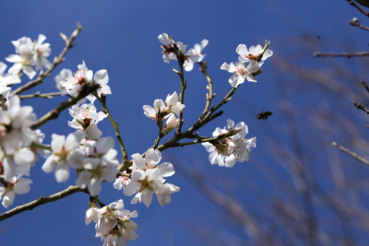 Una abeja a punto de disfrutar ayer con las flores de estos almendros en Mollerussa.
