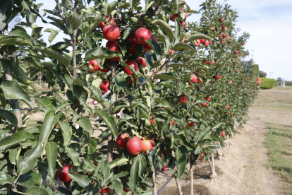 Imatge d’una finca productora de poma roja l’estiu passat.