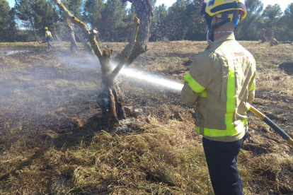 Un incendi calcina 1,6 hectàrees de cultius i oliveres a Albatàrrec