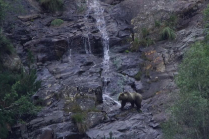 Un dels exemplars d’ós que habiten al Pirineu.