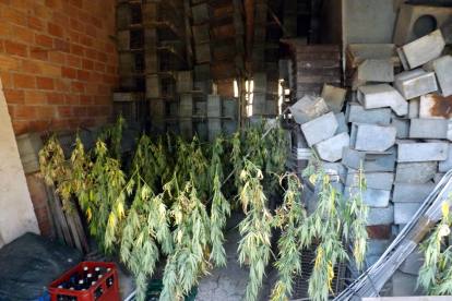 Els Mossos d'Esquadra detenen tres persones per tenir 463 plantes de marihuana en una masia del Solsonès