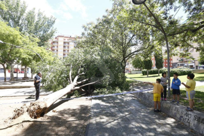 Imatge d'arxiu d'un arbre caigut a Lleida durant un temporal de vent.