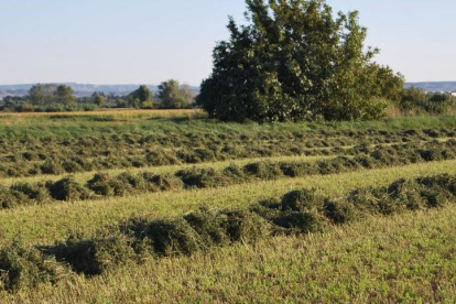 Imagen de un finca con alfalfa después de los primeros trabajos de siega.