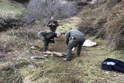 Agentes forestales analizando el ternero tras el ataque.