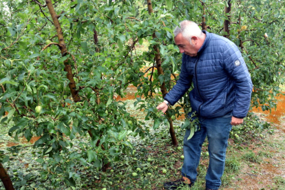 La pedregada deixa danys de fins el 100% en poma i pera a l'Urgell