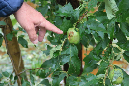 La granizada deja daños de hasta el 100% en manzana y pera en el Urgell