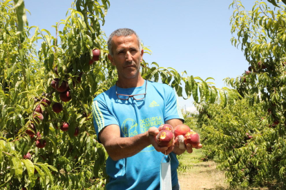 Un productor de Alcarràs, mostrando en junio los estragos del pedrisco en la fruta de hueso.