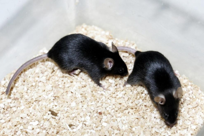 Una combinación de dos fármacos se ha mostrado eficaz en ratones
