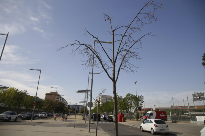 Imatge d’arbres morts a la rambla Corregidor Escofet el mes de setembre passat.