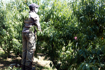 Unió de Pagesos rechaza que se responsabilice el sector de la fruta del confinamiento decretado en el Segrià