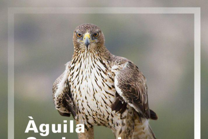 La Fundación Endesa impulsa un proyecto de conservación y protección de águilas perdiceras, en peligro crítico en Cataluña
