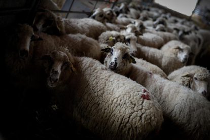 Imatge d’arxiu d’una explotació d’ovelles.