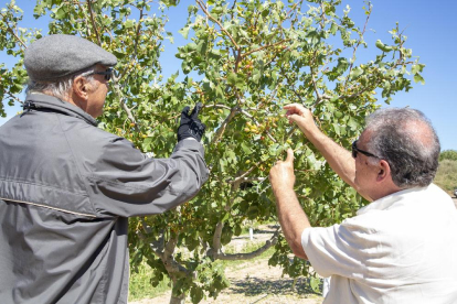 Josep Pont i Antoni Pujol inspeccionen com estan els pistatxos que han quedat als arbres.