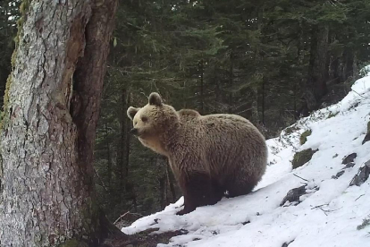 Un ós observa la muntanya entre els arbres, envoltat de neu.