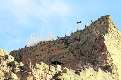 Una imagen reciente de los restos del monasterio de Sant Ruf de Lleida, colonizado por las palomas.