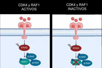 Il·lustració de l'efecte terapèutic abans i després d'inactivar dos gens. A l'esquerra s'observen dos tumors quan l'oncogen 'KRAS' es troba activant els gens CDK4 i RAF1. A la dreta s'observa la desaparició dels tumors després de la inactivació d'aquests gens.
