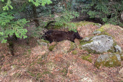 Imagen del cadáver del oso Cachou, que fue hallado en Les el pasado mes de abril. 