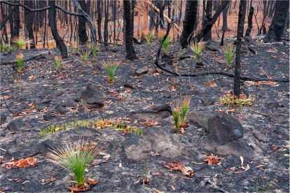 Empiezan a rebrotar plantas en los bosques quemados de Australia