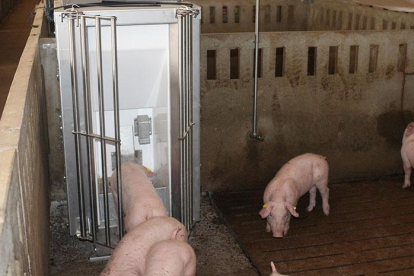 Porcs alimentant-se amb el sistema robotitzat de la UdL.