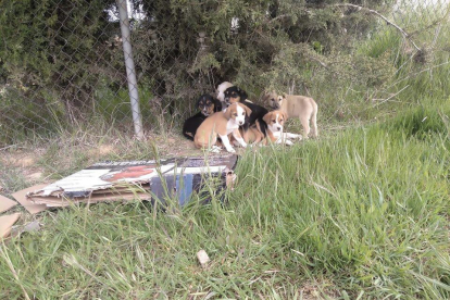 Abandonen un grup de cadells a la protectora d’Alguaire