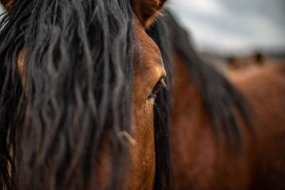 Confirmado un caso de virus del Nilo en un caballo en Cataluña