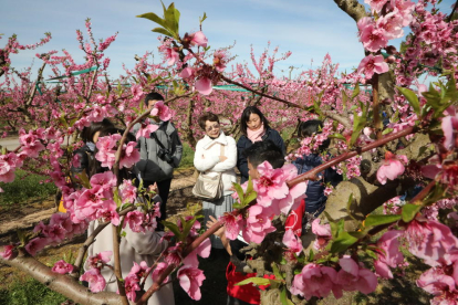 Imatge d’un dels grups de japonesos que van visitar ahir els camps florits d’Aitona.