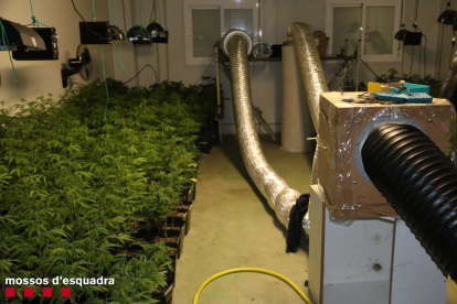 Detingut per cultivar més de 2.700 plantes de marihuana en una nau a les Borges Blanques