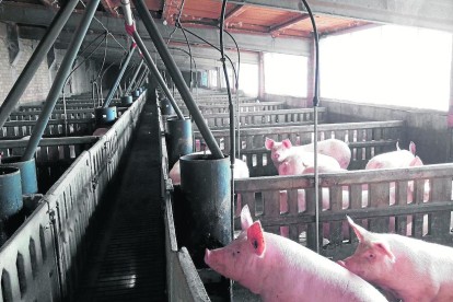 El sector de la producción de porcino de Lleida factura cerca de 900 millones