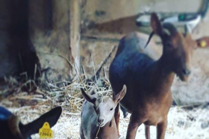 L'Amaia comparteix sovint per Instagram fotos del seu ramat.