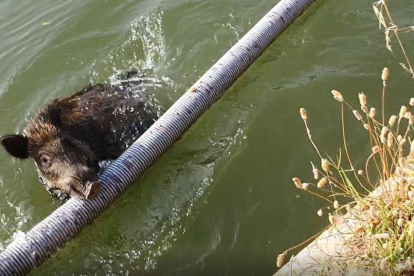 VÍDEO | Salva un porc senglar de morir ofegat al canal d'Urgell