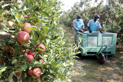 Armilles de colors i grups de quinze treballadors a la poma