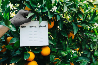 Una empresa crea un sistema de biocontrol compacto contra la mosca mediterránea de la fruta