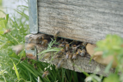 La vida de las abejas, en La 2