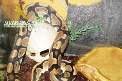 Una de las serpientes pitón real intervenidas en Torres de Segre.