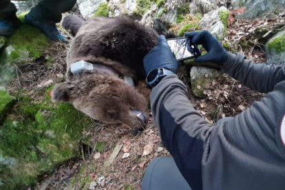 El cadáver del oso Cachou, hallado en Les el pasado 9 de abril.