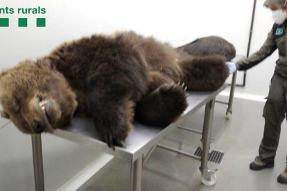 El oso Cachou murió dos semanas después de ser envenenado