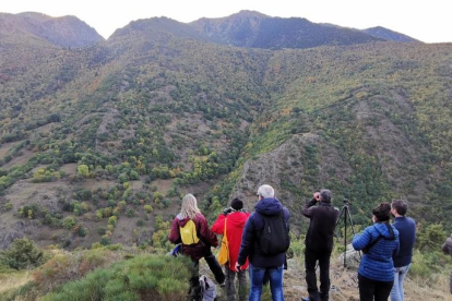 Nil, Martina, Lluc y José, vecinos de La Seu, salieron ayer a cazar setas en un bosque del Alt Urgell.